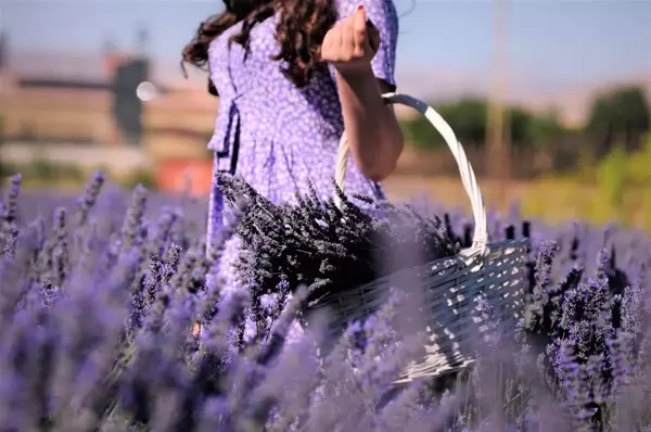 Afşin'de kırsal kalkınma aromatik bitkilerle sağlanacak