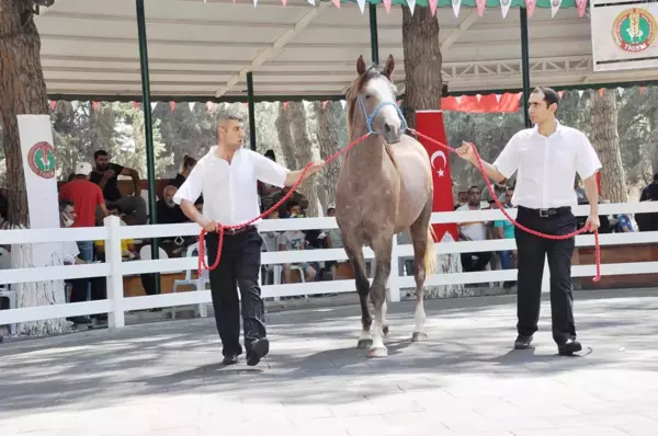 TİGEM tay satışından tek seferde 3 milyon 112 bin TL'lik gelir elde etti