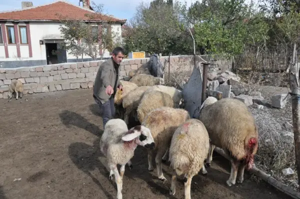 Ağıla giren kurtlar 13 koyunu telef etti