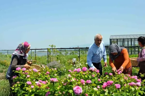 Altınova Belediyesi Tıbbi Aromatik Bitkiler Bahçesi'nde hasat zamanı