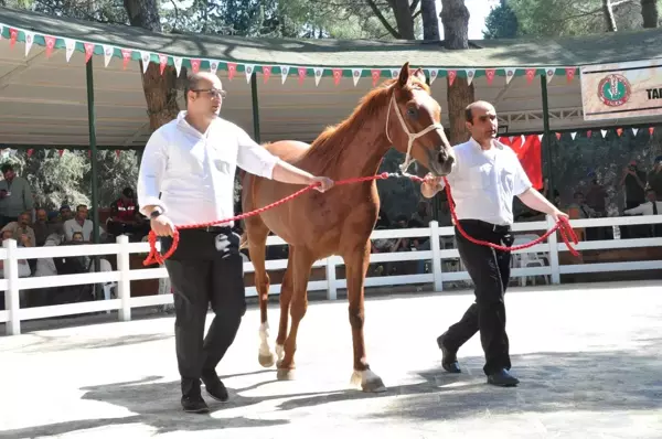 TİGEM 49 tayın satışından toplam 8 milyon 466 bin lira gelir elde etti