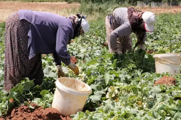 Salatalığın kilosu tarlada 50 kuruş