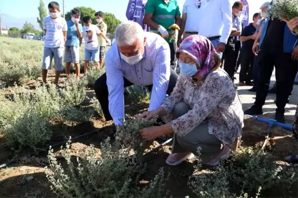 Başkan Atay, kekik hasadı yaptı