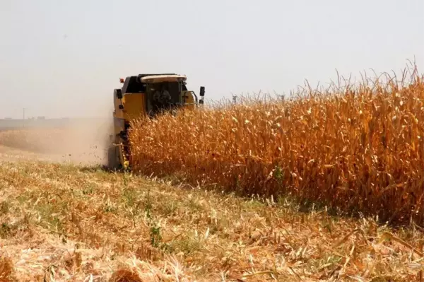 Kilis'te mısır hasadı başladı