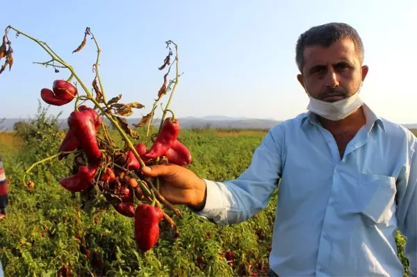 Salçalık biberler tarlada çürüyor