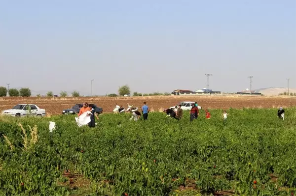 70 dönümlük biber ekili tarlayı vatandaşlara bıraktı, duyanlar tarlaya akın etti