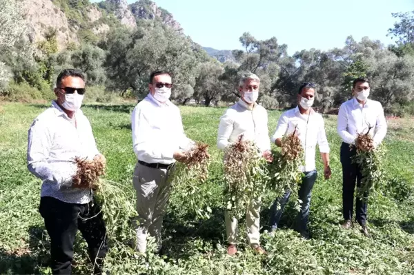 Marmaris Belediyesi ilk yerfıstığı hasadını yaptı