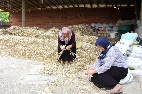 Sarımsak üreticileri uyardı Açıklaması