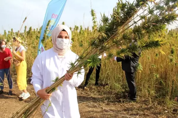 Yerli ve milli kenevir çeşit adayı 'Narlı'da ilk hasat alındı