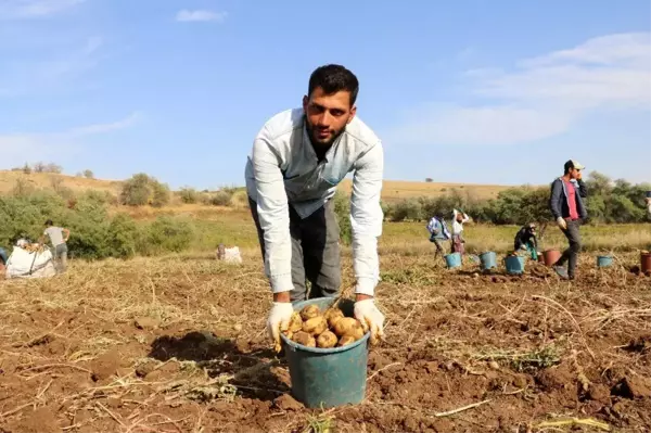 Patatesin tarlada 75 kuruşa düşmesi üreticiyi üzdü