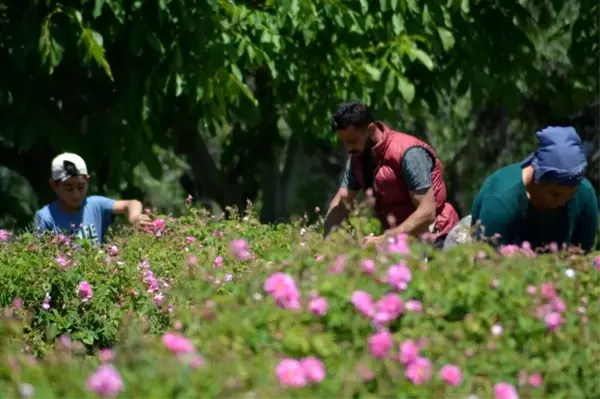 Isparta'da gül çiçeği taban fiyatı açıklandı