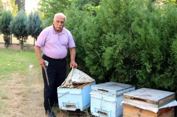 Hatay'daki yangında binden fazla arı kovanı yandı