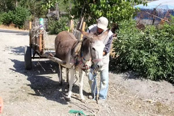 Hayatta tek sahip olduğu 'Kadife'siyle ailesini geçindiriyor