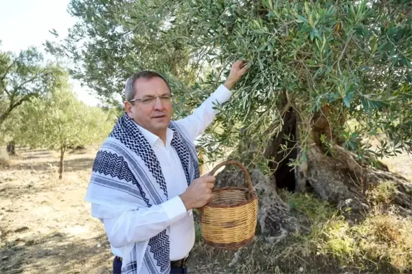 Ayvalık'ta 4 asırlık anıt ağaçlardan yılın ilk zeytinyağı üretildi