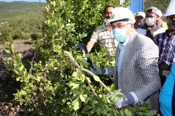 Tohumundan ve yaprağından elde edilen baharat ve aromatik yağ gıda, kozmetik ve ilaç sanayiinde kullanılıyor