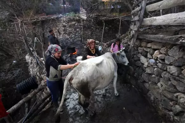 Kara kazanda sular bu kez 'inekler' için ısıtıldı