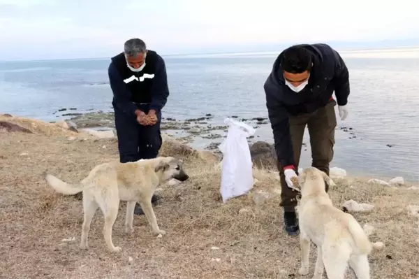 Erciş Belediyesi sokak hayvanlarını unutmadı