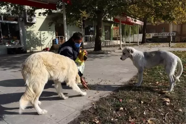 Erzincan'da sokak hayvanlarına yem bırakıldı