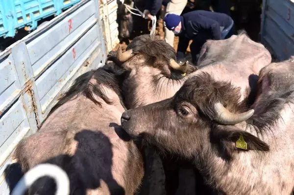 Başkent'te et ve süt üretimini artıracak destek başladı: 3 ilçede gebe manda dağıtımı tamamlandı