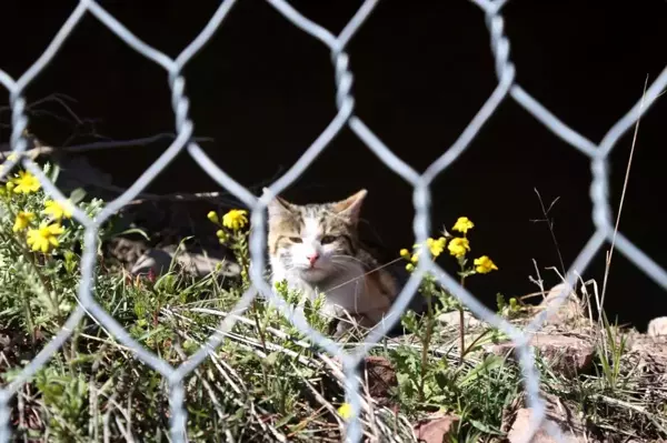 Tel örgülerde mahsur kalan kedi kurtarıldı