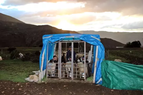 Erzincan'da sahur sofralarının vazgeçilmezi 'tulum peyniri'