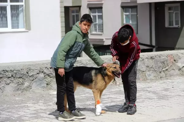 İşkence edilen köpeğe çocuklar sahip çıktı