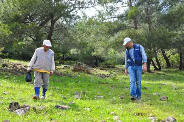 Doğada kendiliğinden yetişen kuzugöbeği mantarının kilosu 200 liradan satılıyor