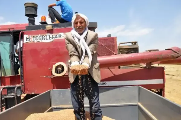 MARDİN'DE KURAKLIK NEDENİYLE MERCİMEK HASADI ERKEN BAŞLADI