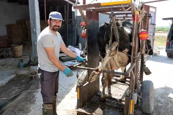 Büyükbaş hayvanlara önce pedikür sonra oje