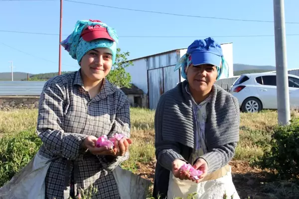 Isparta'da gül hasadı başladı