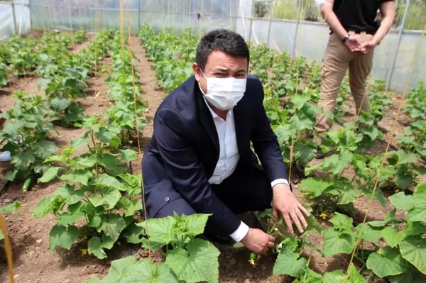 Vartolu kadınlar salatalık üreterek aile bütçelerine katkıda bulunuyor