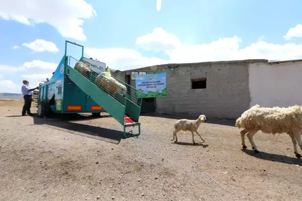 Başkanın tasarımını yaptığı mobil koyun banyosu aracı çiftçilerin yüzünü güldürdü, koyunların verimini artırdı