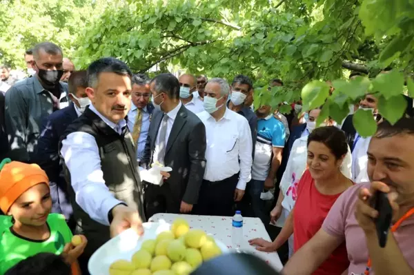 Bakan Pakdemirli, Iğdır'da kayısı hasadına katıldı