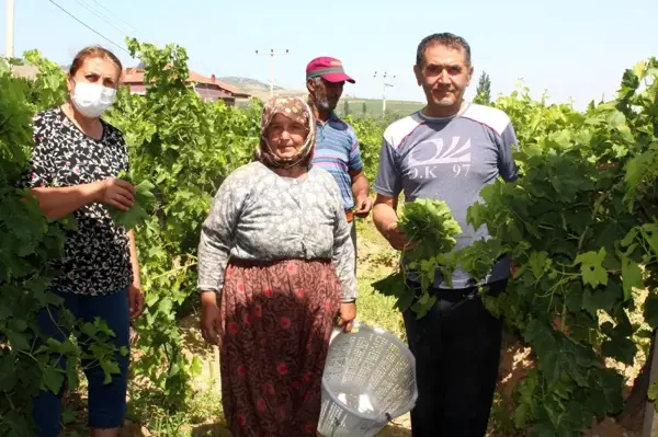 Sezon öncesi asma yaprağı üreticinin ek geliri oldu