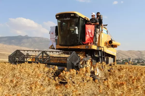 Şırnak'ta ilk defa ekilen aspirin hasadı yapıldı