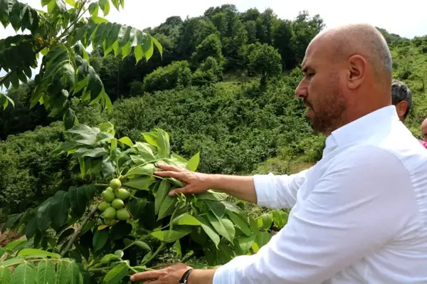 Tekkeköy'de ekili olmayan boş arazi kalmayacak