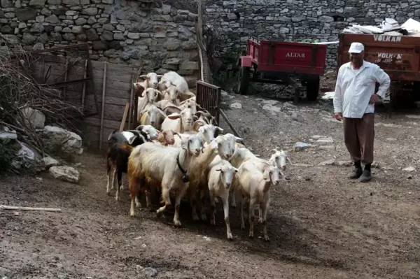 Bu keçi diğerlerinden çok farklı