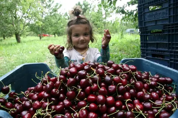 500 bin ağaçta 30 bin ton kiraz üretimi yapıldı