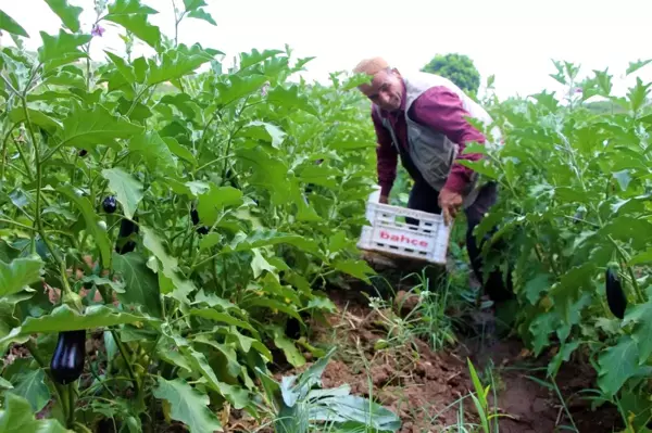 Kendi ektiği sebzeleri 15 yıldır yol kenarındaki tezgahında satıyor