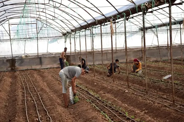 Antalya'da sezonun ilk domates fidanları toprakla buluştu