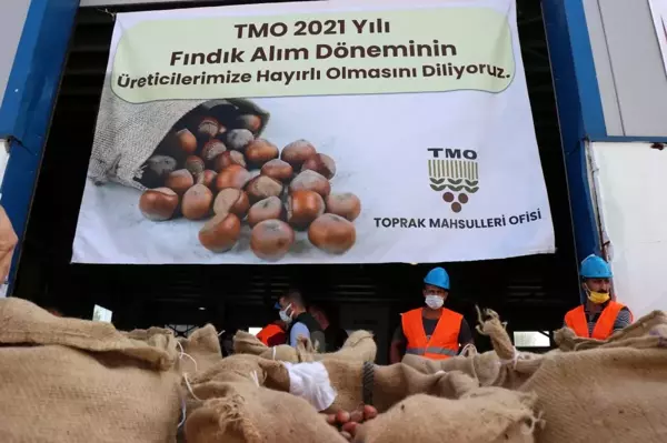 2021 yılı ilk fındık alımı törenle Sakarya'da gerçekleşti