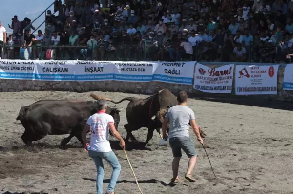 Boğa Güreşi Festivali yapıldı