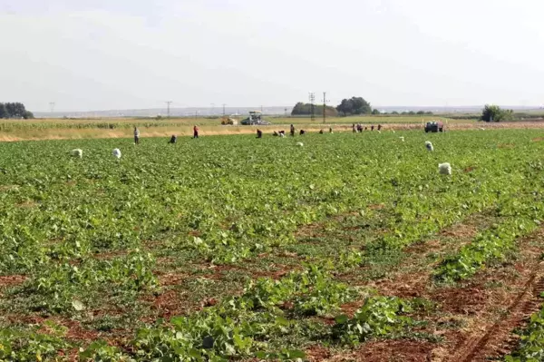 Kilis'te turşuluk hıtta acur zamanı