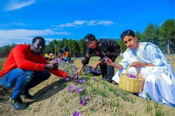 Karabük Üniversitesindeki yabancı öğrenciler safran hasadına katıldı