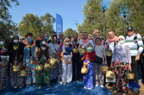 Ayvalık'ta zeytin festivali kapsamında ilk hasat