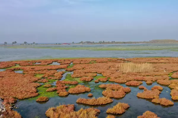 Flamingoların yuvası Çakalburnu Lagünü deniz yosunuyla kaplandı