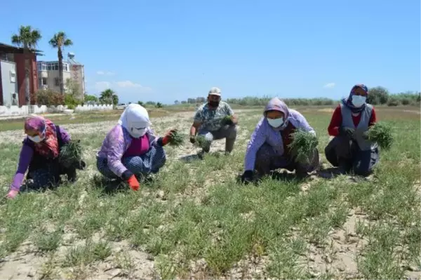 TUZLU KUMLARDA YETİŞEN 'BÖRÜLCE' GEÇİM KAYNAĞI OLDU