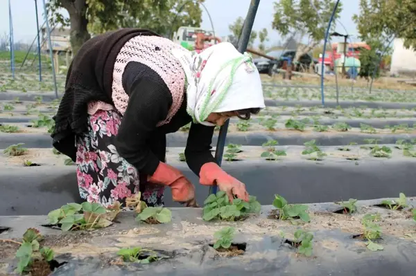 Aydın'da kuraklık çileği de etkiledi, üretici beklentilerini düşürdü