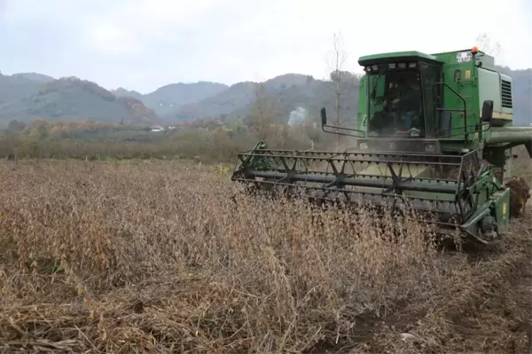 Son dakika haber! Ordu'da atıl arazi soya fasulyesi ekilerek tarıma kazandırıldı