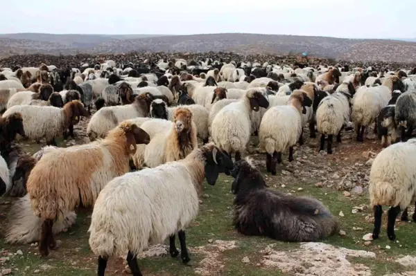 Göçerler, 400 kilometrelik zorlu yolculuğu 80 günde tamamladı